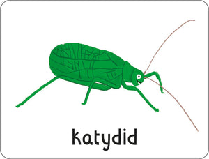 Lots to Spot Flashcards: Bugs!
